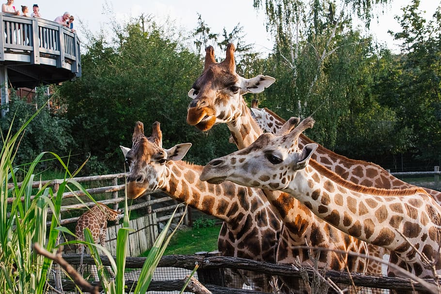 prague-zoo-giraffes-animals-nature-beautiful